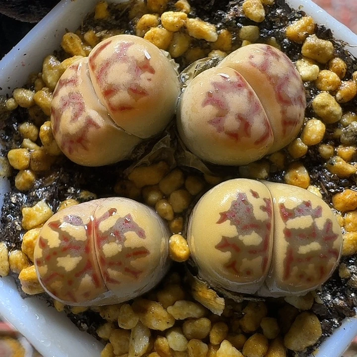 生石花111111。   316