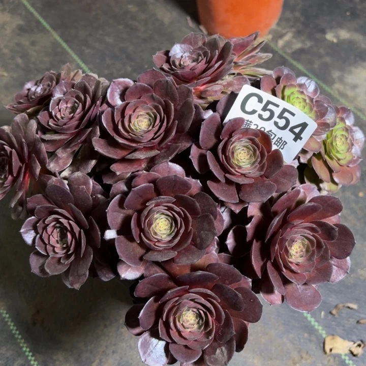 瑞妈一物一拍554有断枝