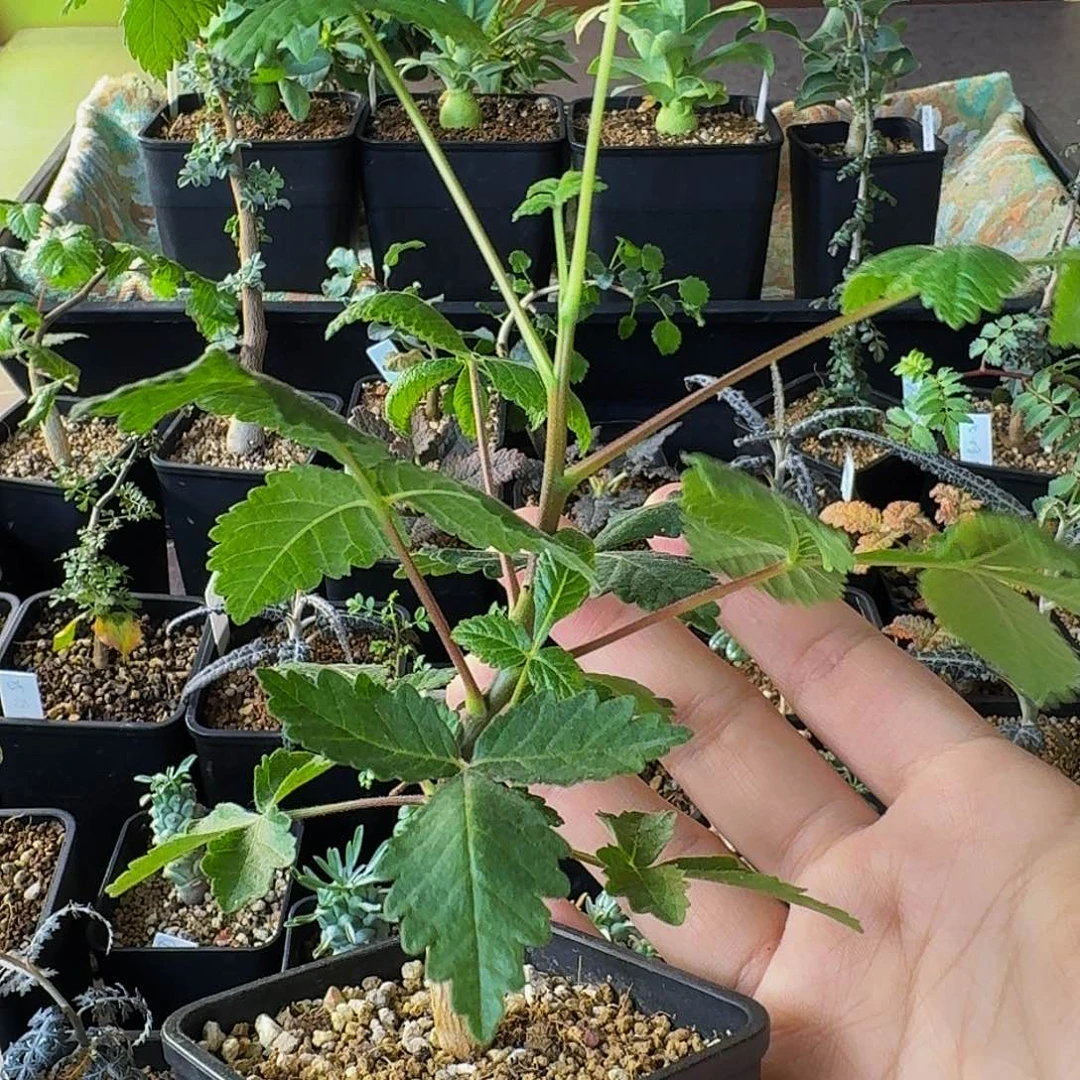 实生墨西哥不知名裂榄顺丰空运包邮