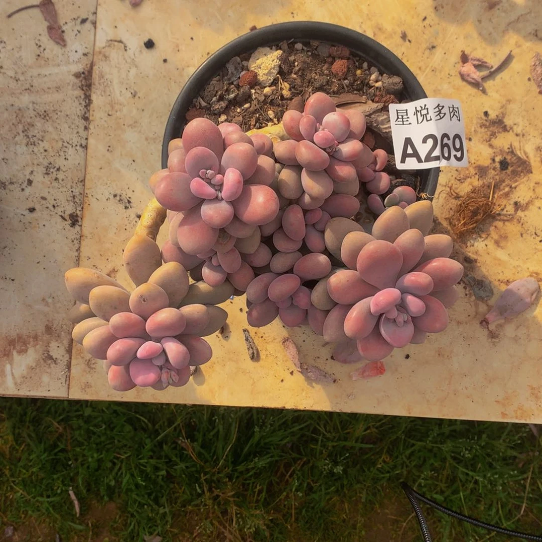 九**莉星悦多肉  A269