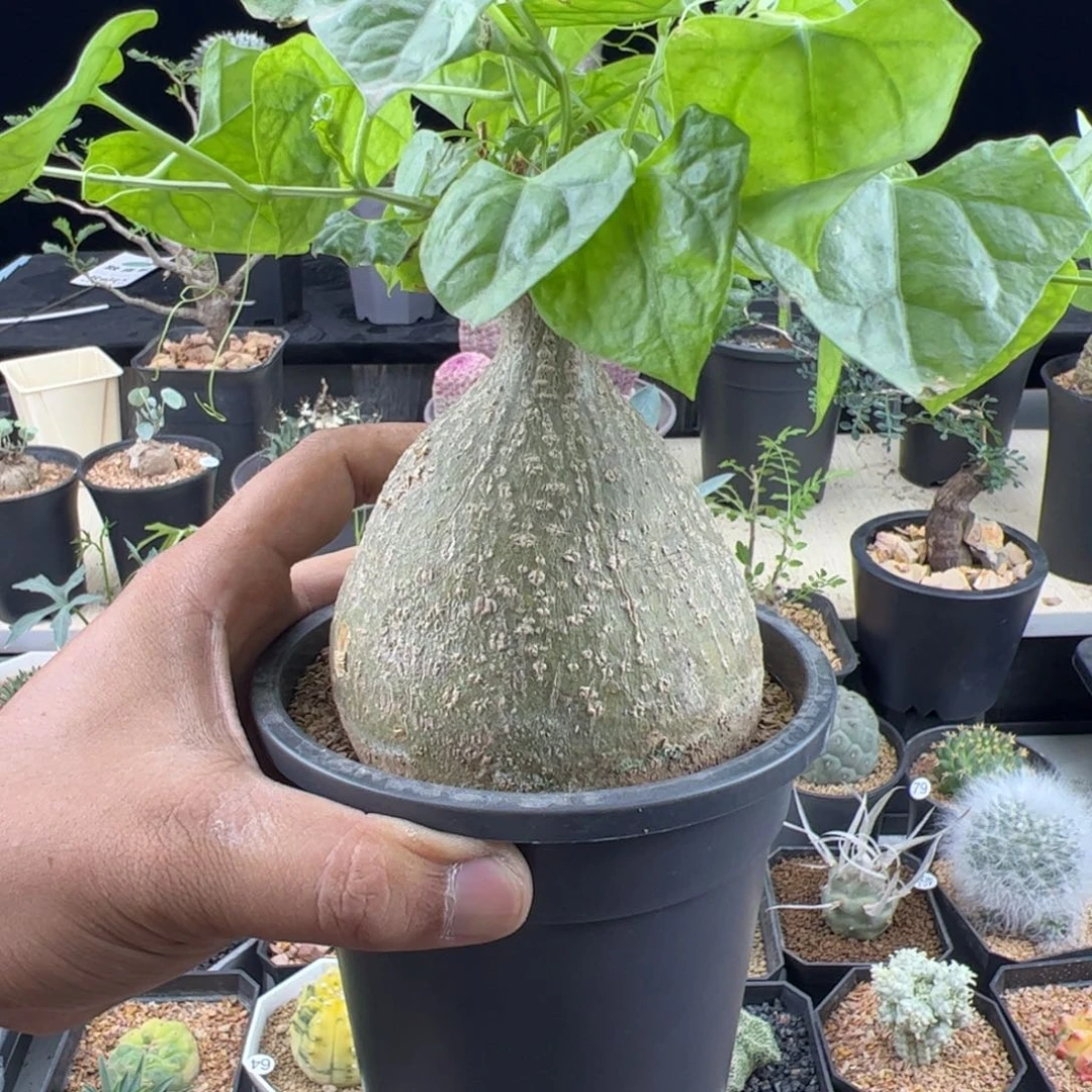 睡布袋8.5一物一拍带盆发