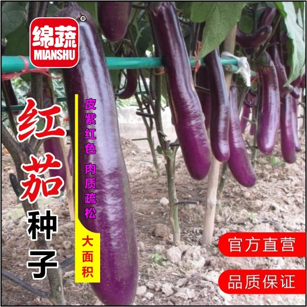 【红茄】果皮紫红艳丽红棒茄红线茄粗长棒茄肉质致密长红茄农家种植