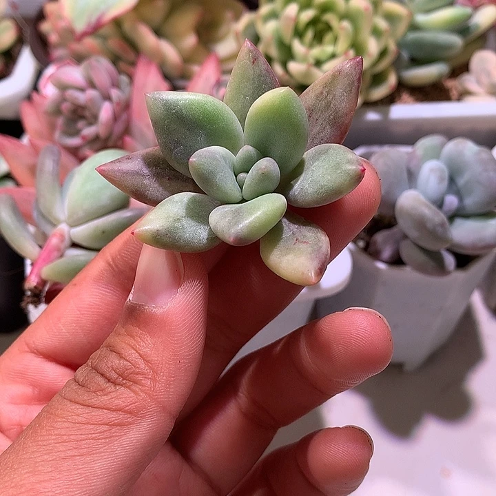 桃花源锦拉丝锦侧芽