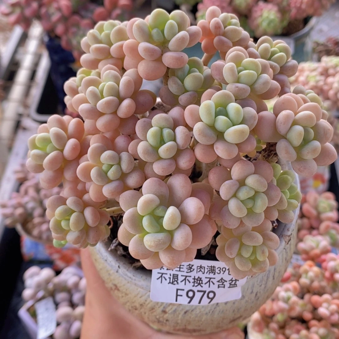 洛可可11cm979多肉植物