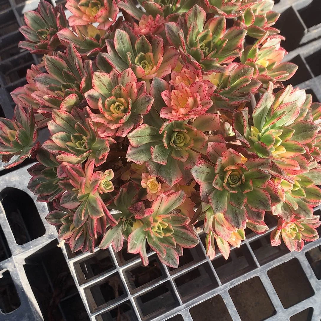 完全开放甜茶法师图片植物多肉