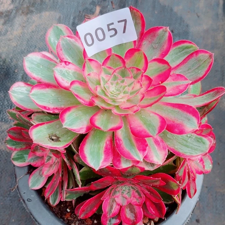 孔雀翎特价新品多肉