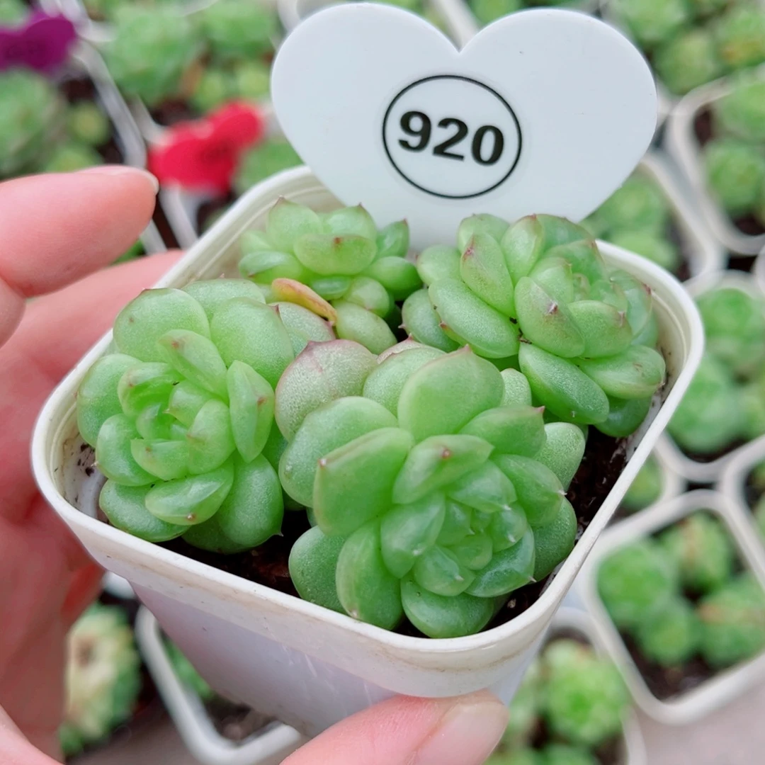 920号灯泡珍妮群4头