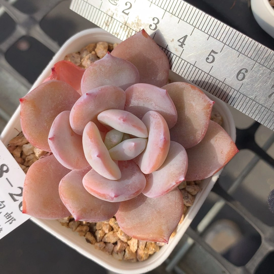 26。奶茶。满六八包邮。