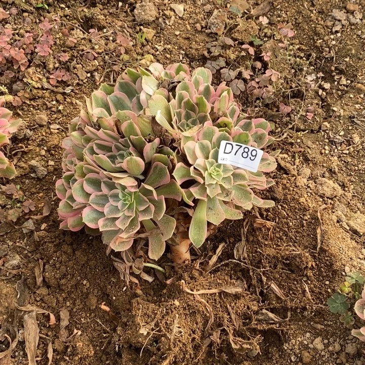 789男神多肉植物法师