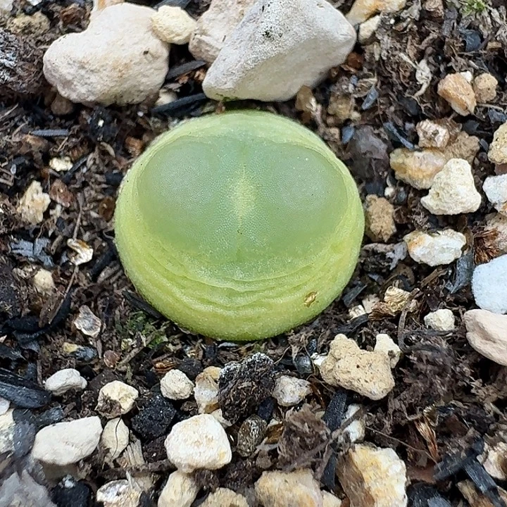 老马生石花1.3拉登1635