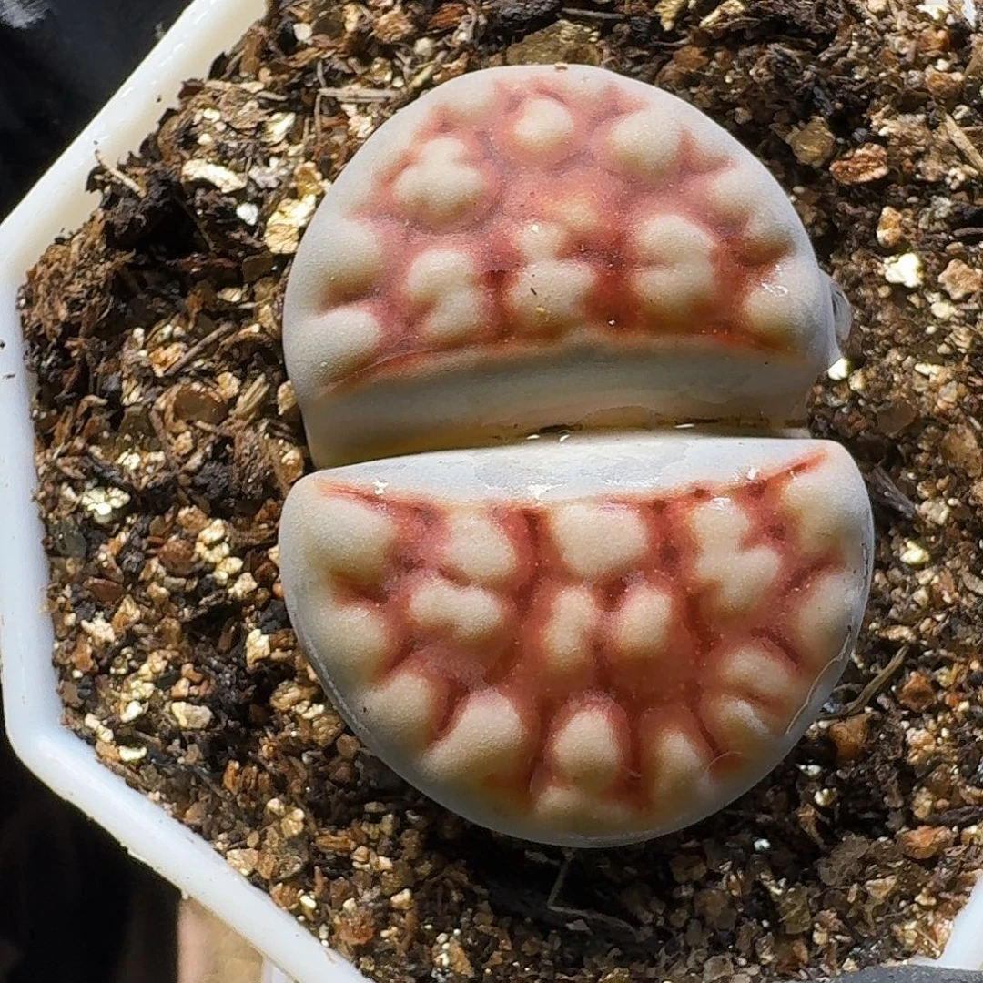 生石花22://。  119