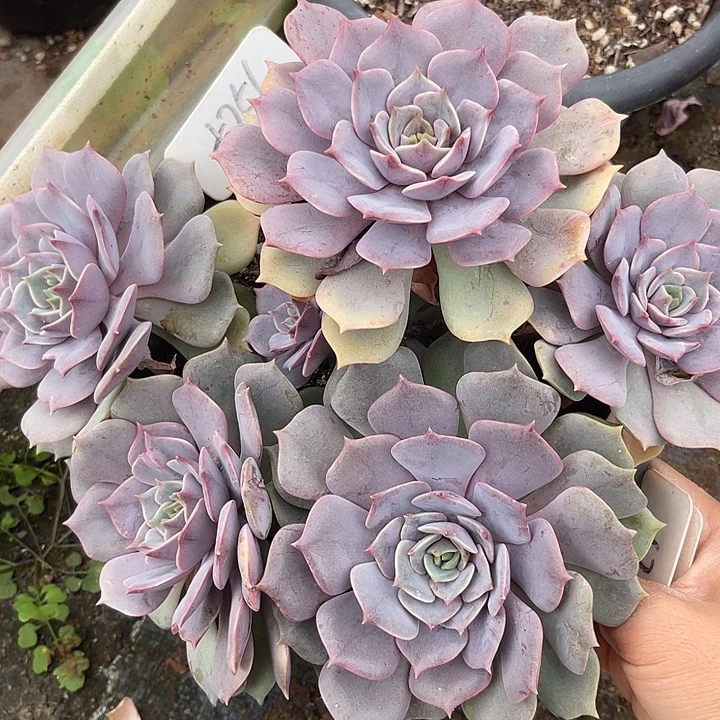 两单包邮，一物一拍256