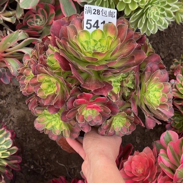 5145韶华多肉植物