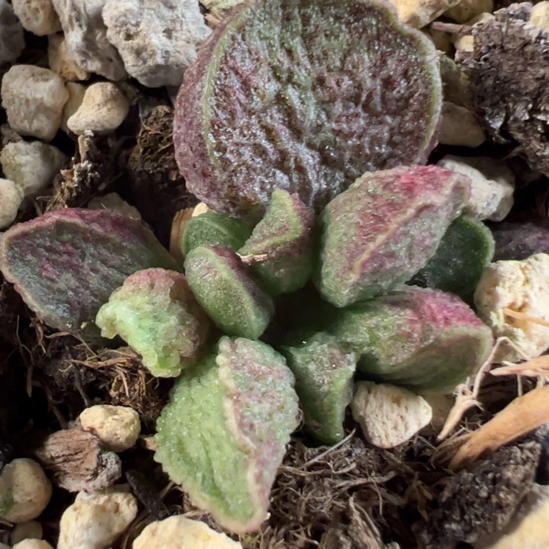 实生新品多肉植物水泡