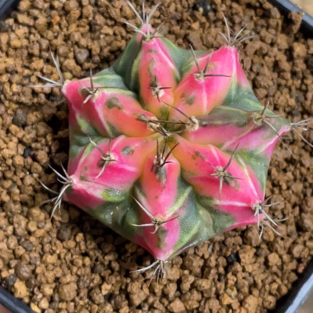 当前无花朵，栽培后可花朵