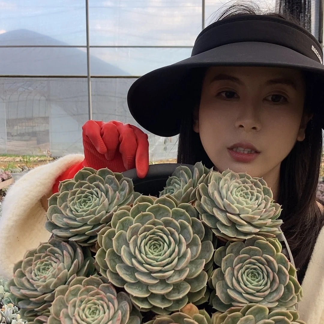 昂斯诺群带盆用泡沫