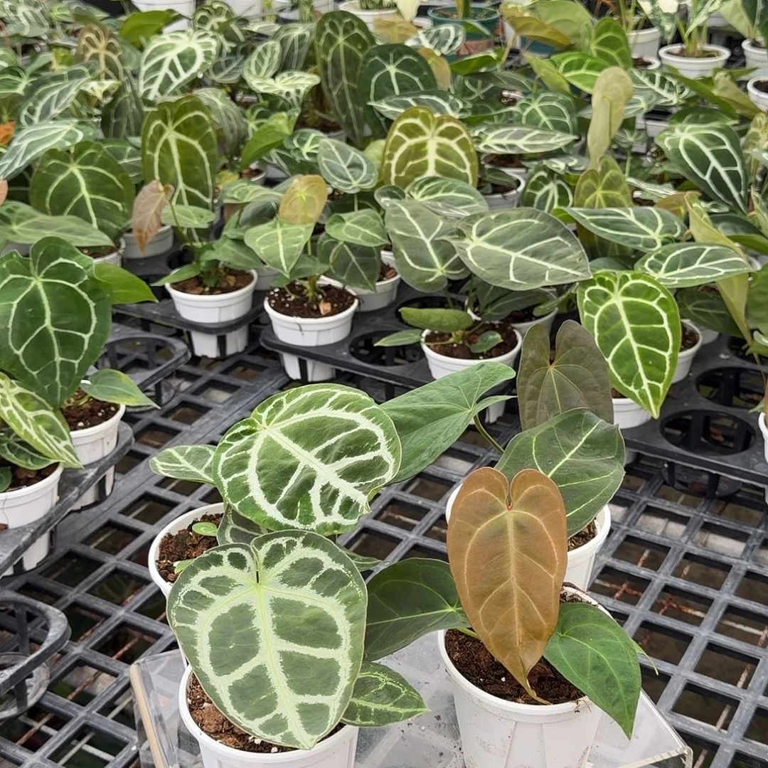 完全开放F964无售后