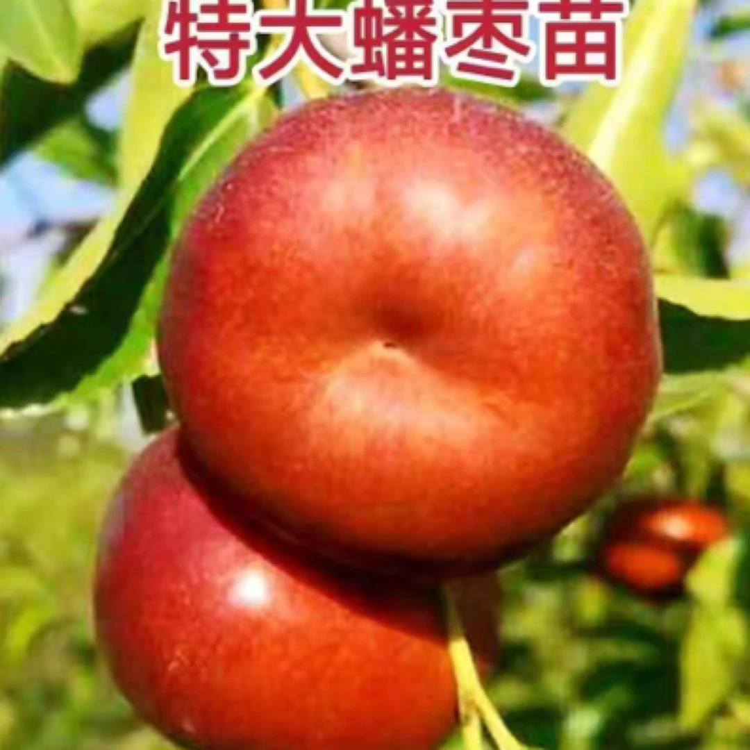 各种枣树苗原盆原土南北方都可以种植