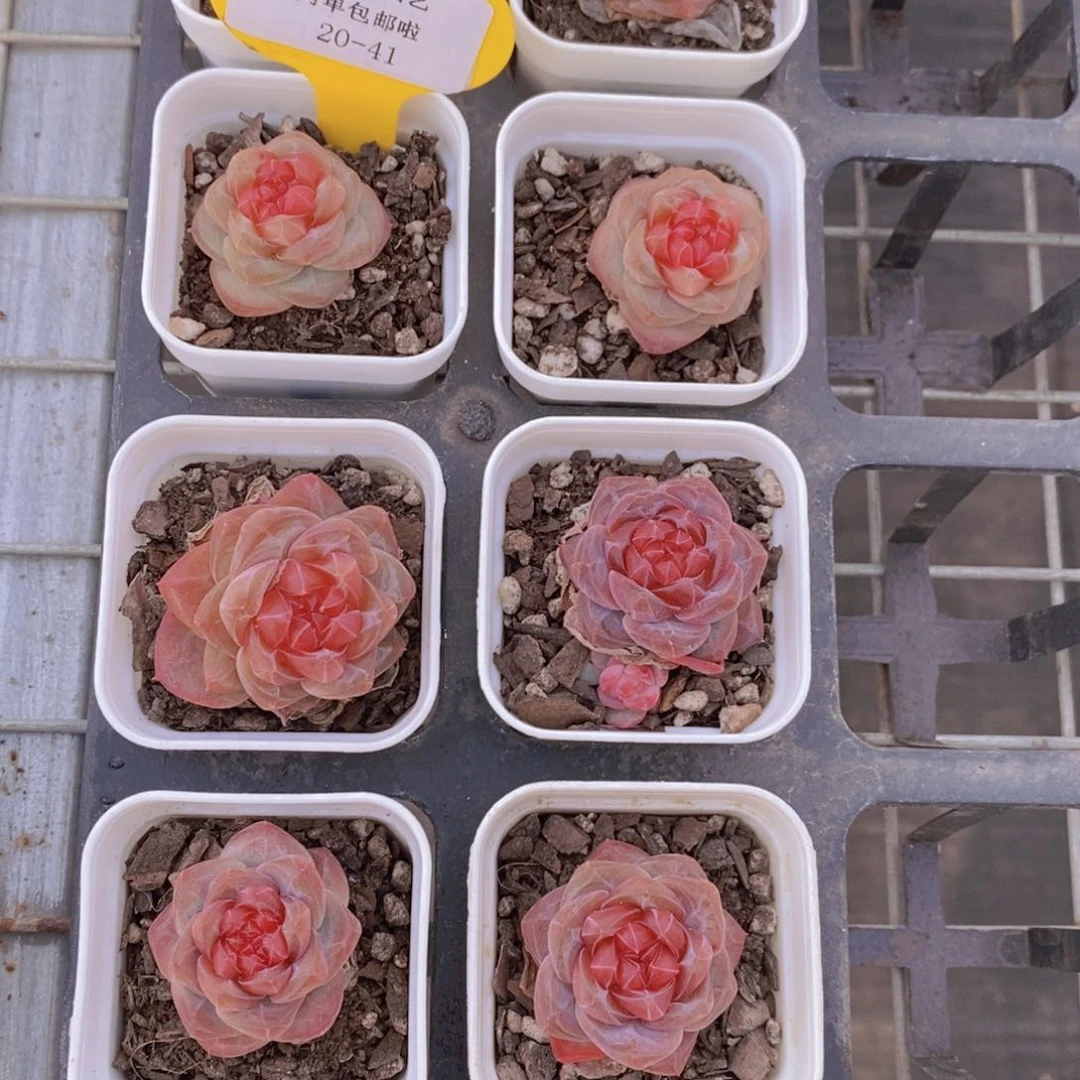 20-41-糖心雪芙蓉单头两个