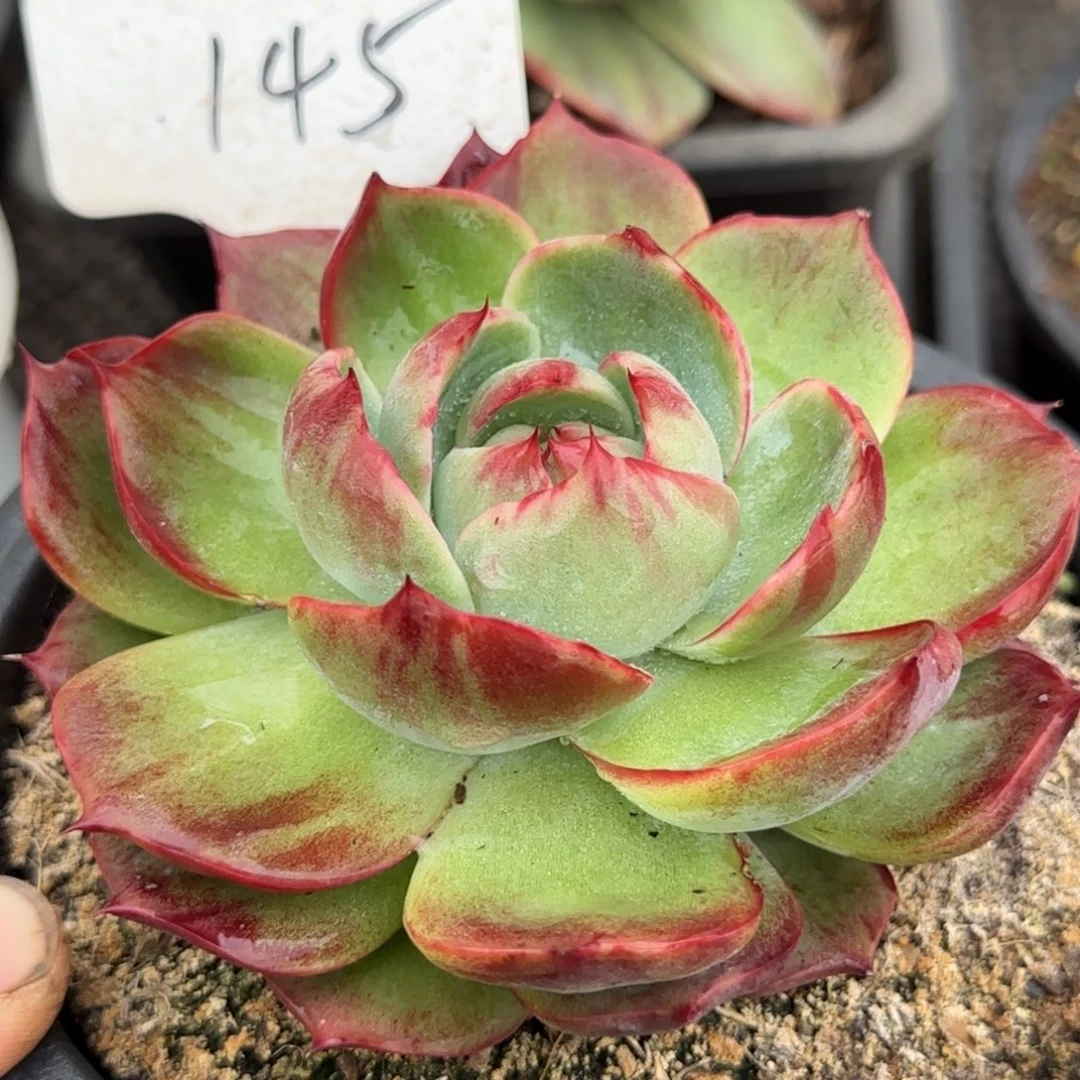 惊鸿一物一拍包装收缩花旱145