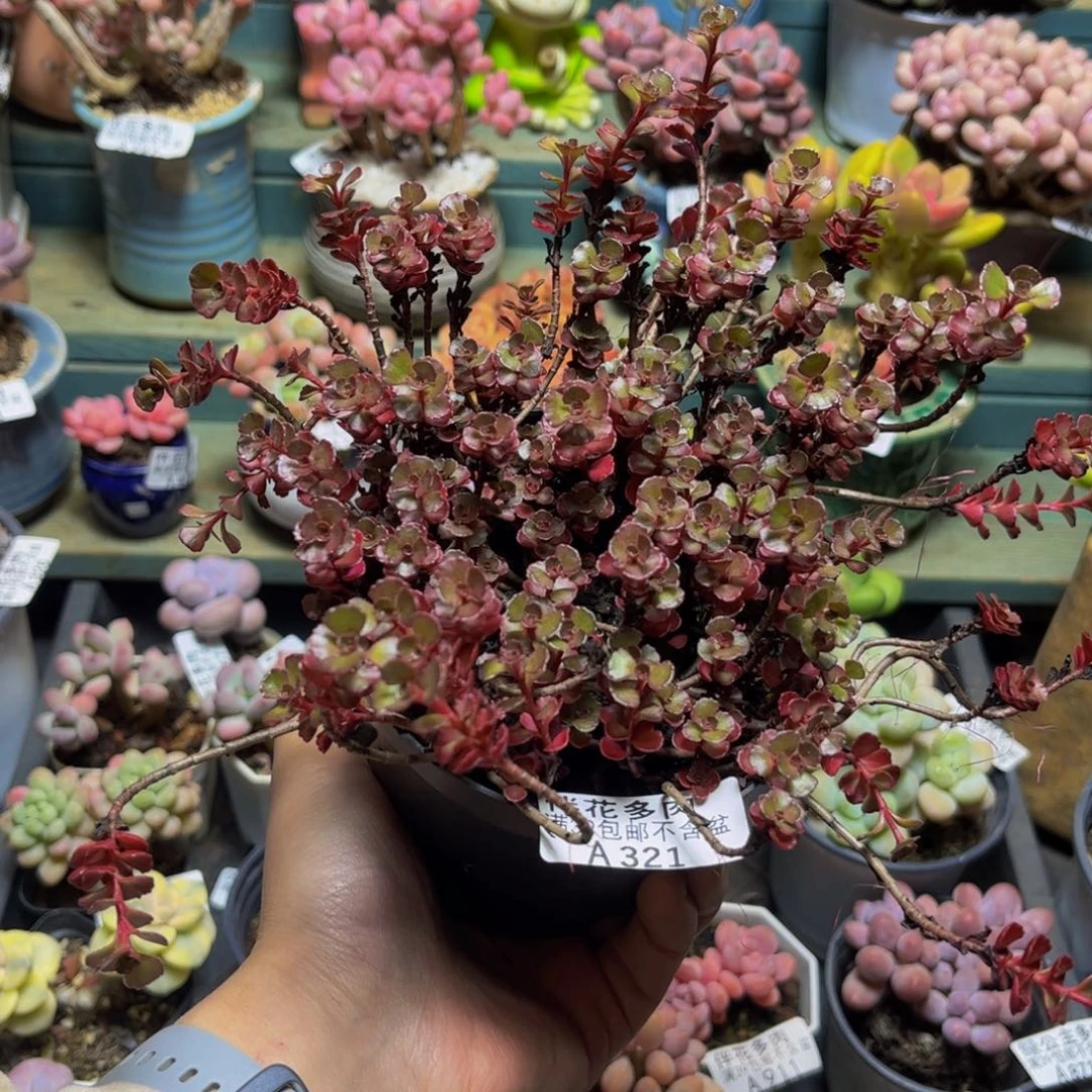 321冠12厘米多肉植物