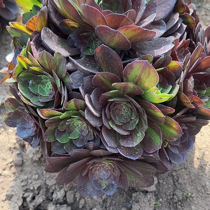 4.20-3花月夜多肉3