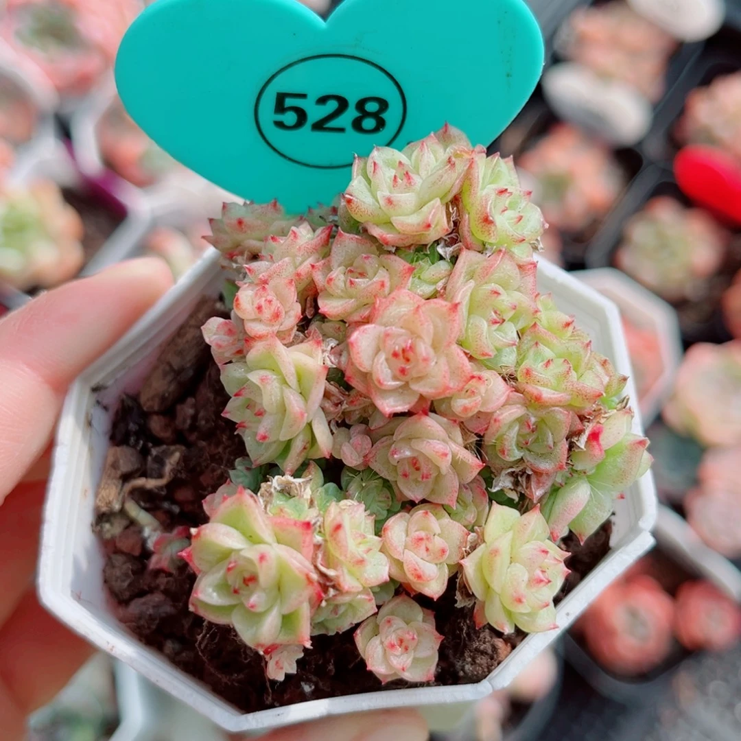 528号小老桩小脸麦秆群