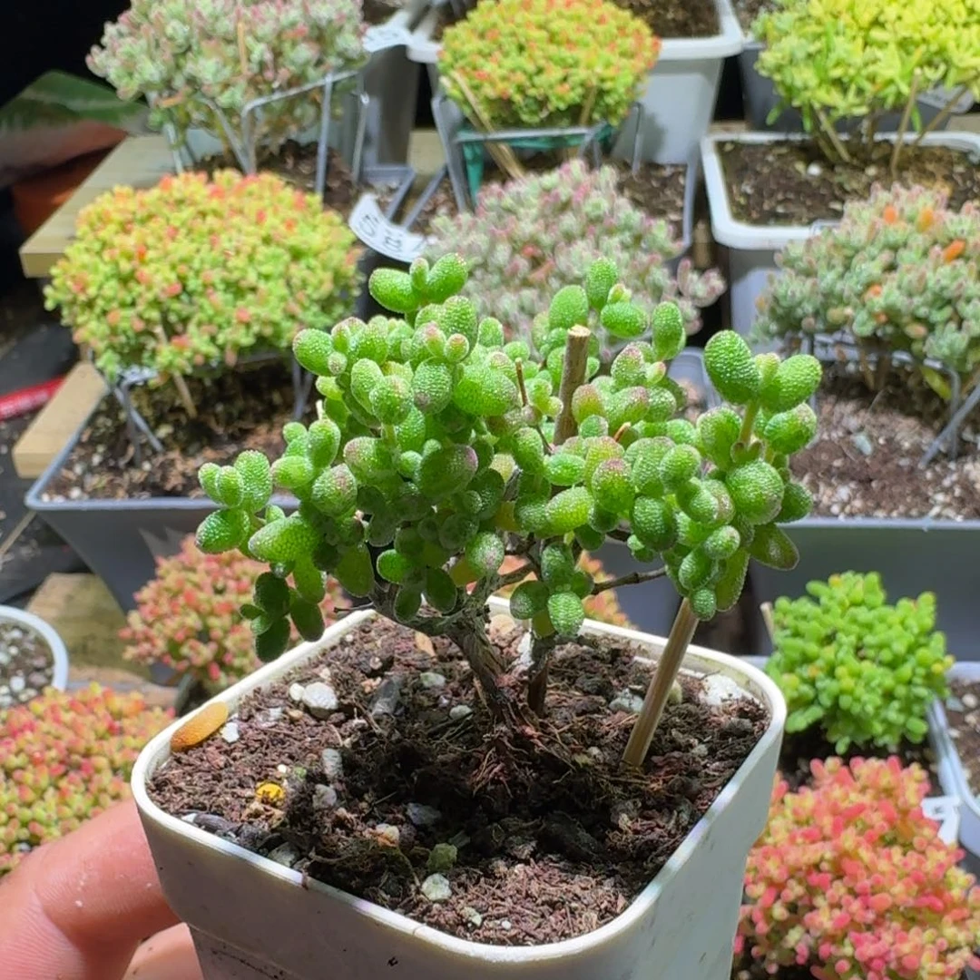 枝干番杏糖球糊斑锦594