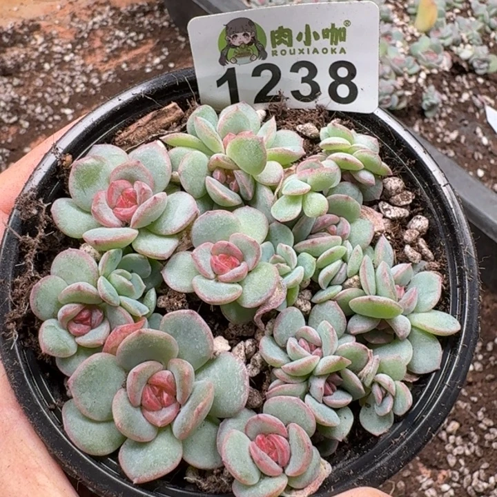 多肉植物多肉植物