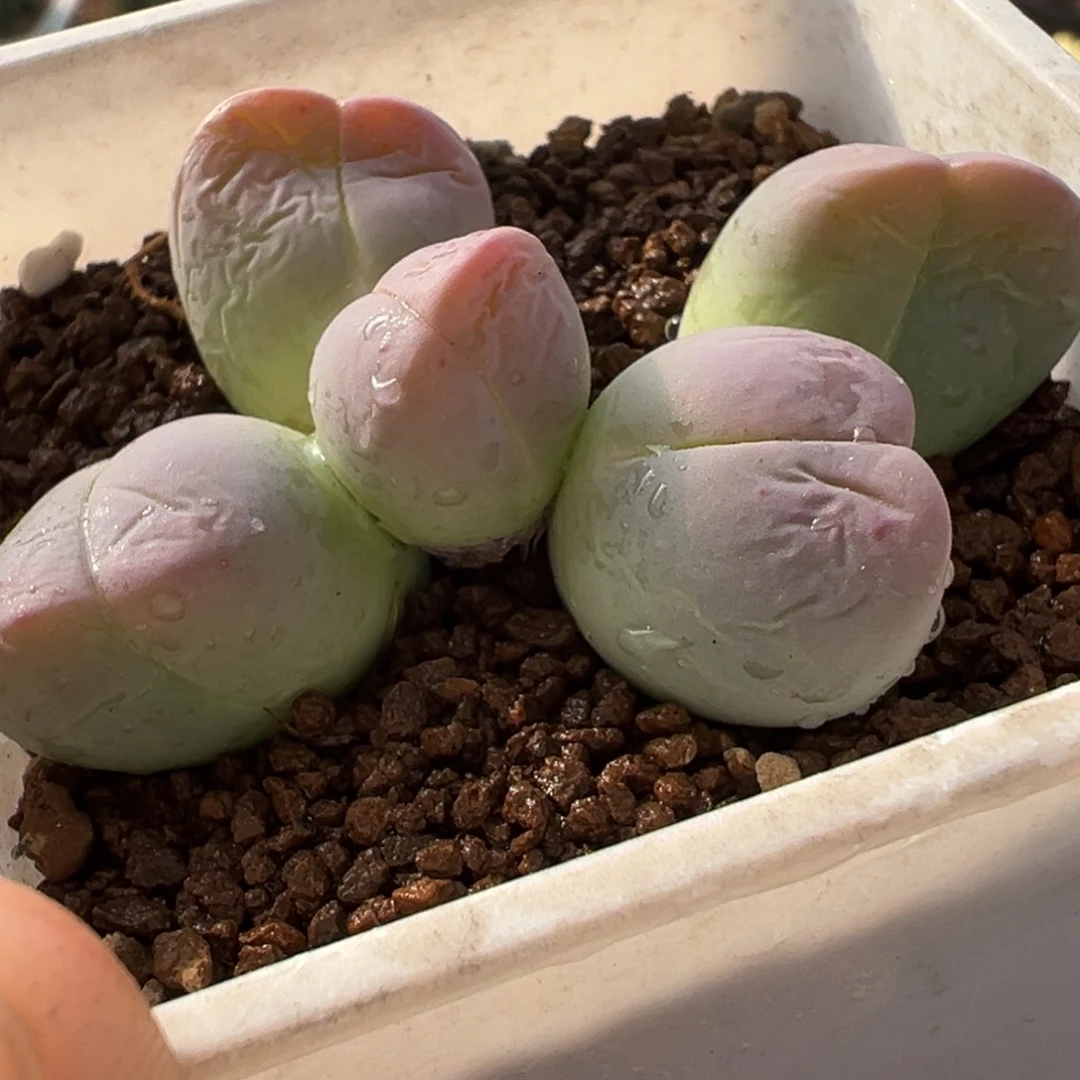 61多肉植物银光玉