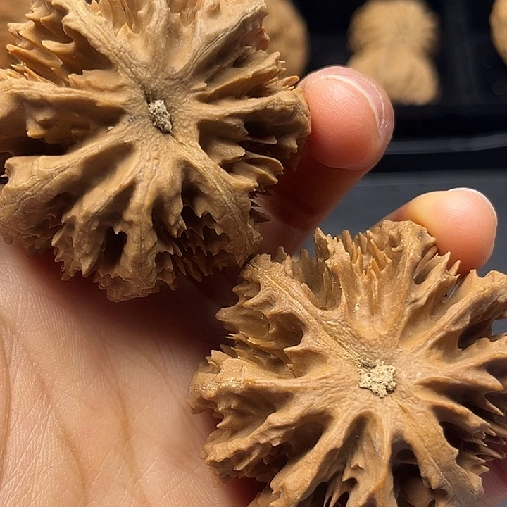 木质类秦岭突突突突突突突