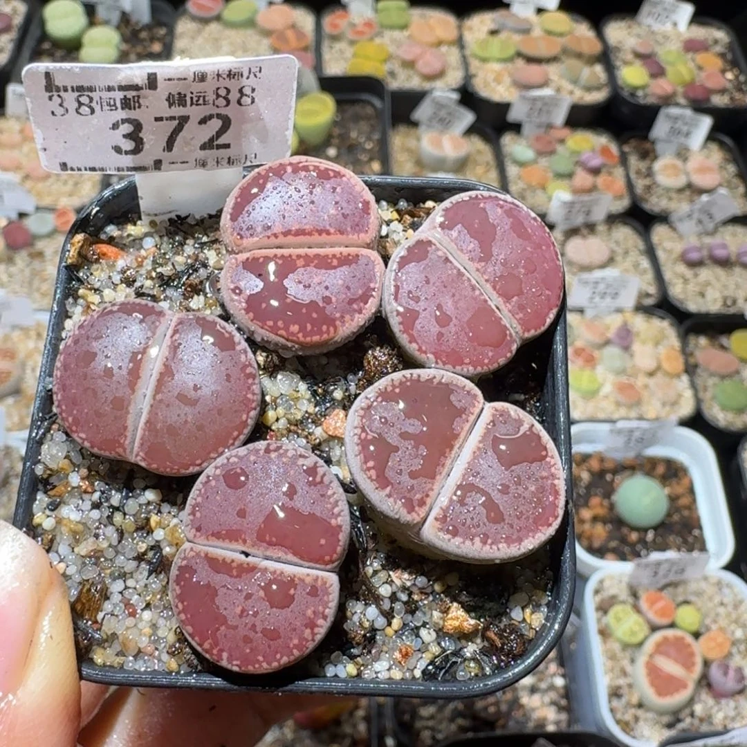 Sss精品便宜出372ko