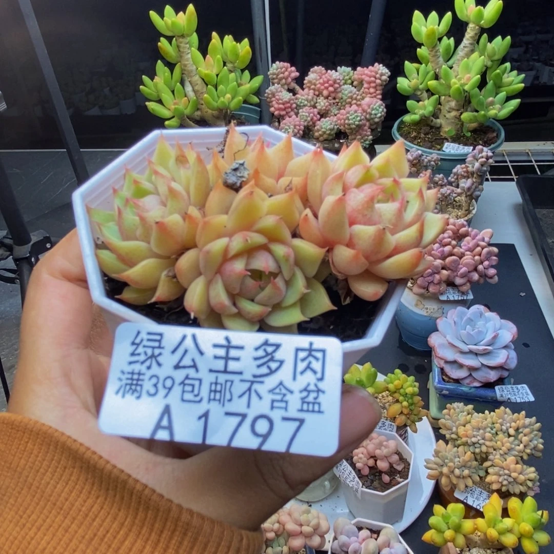 797昂斯诺多肉6c m