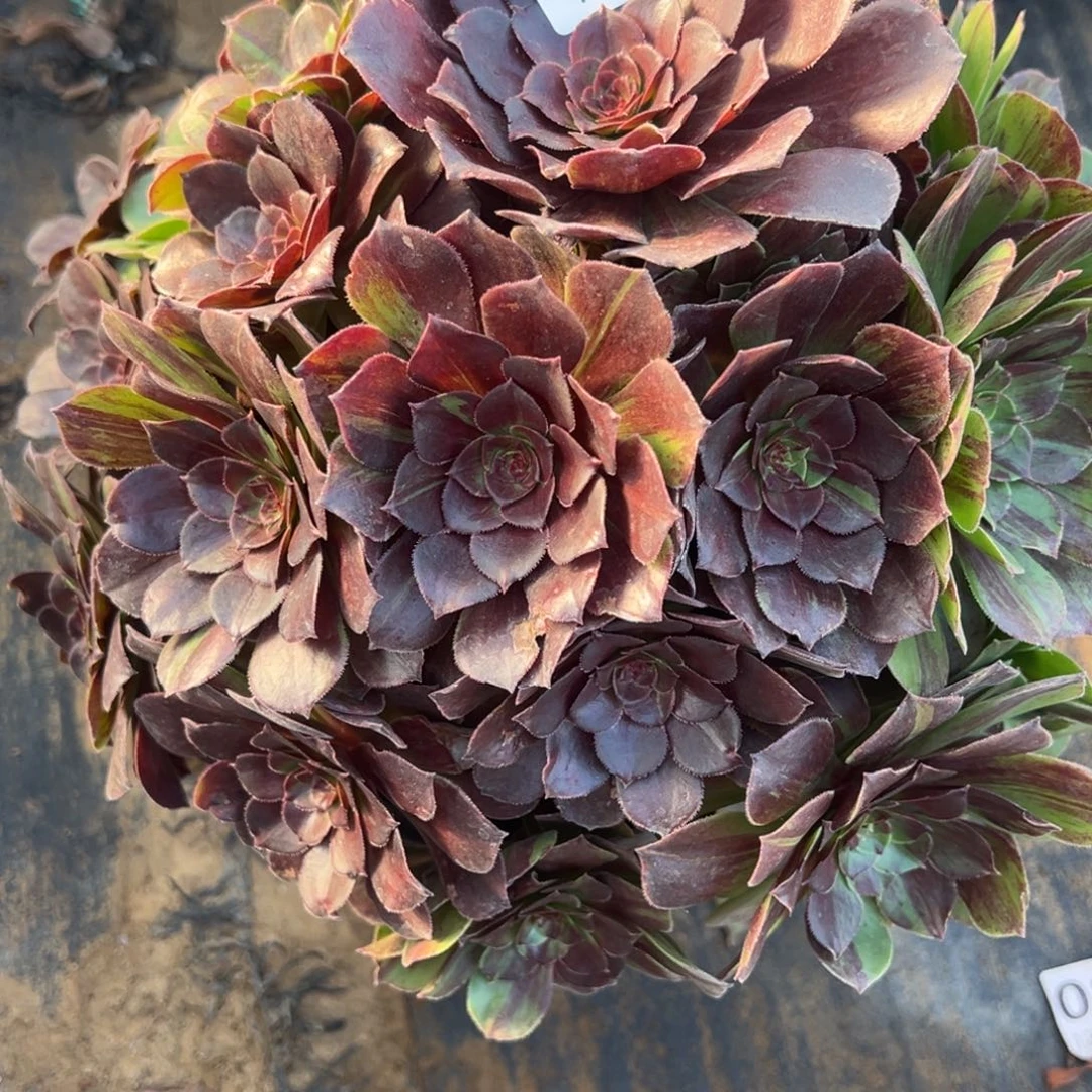 1.3-9花月夜多肉植物