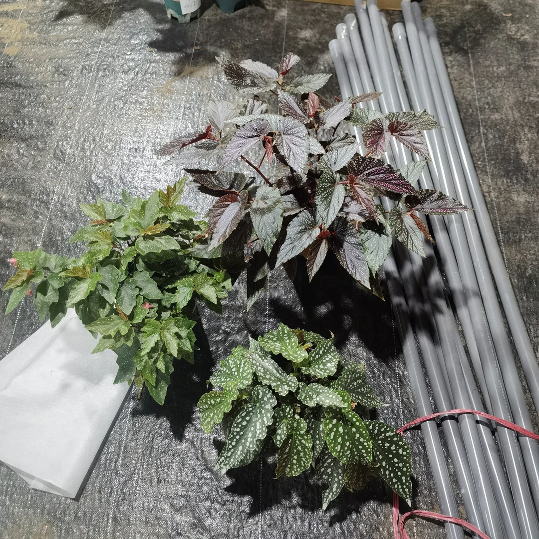 秋海棠老桩室内好养易活耐阴秋海棠盆栽观赏植物轻微叶损无售后