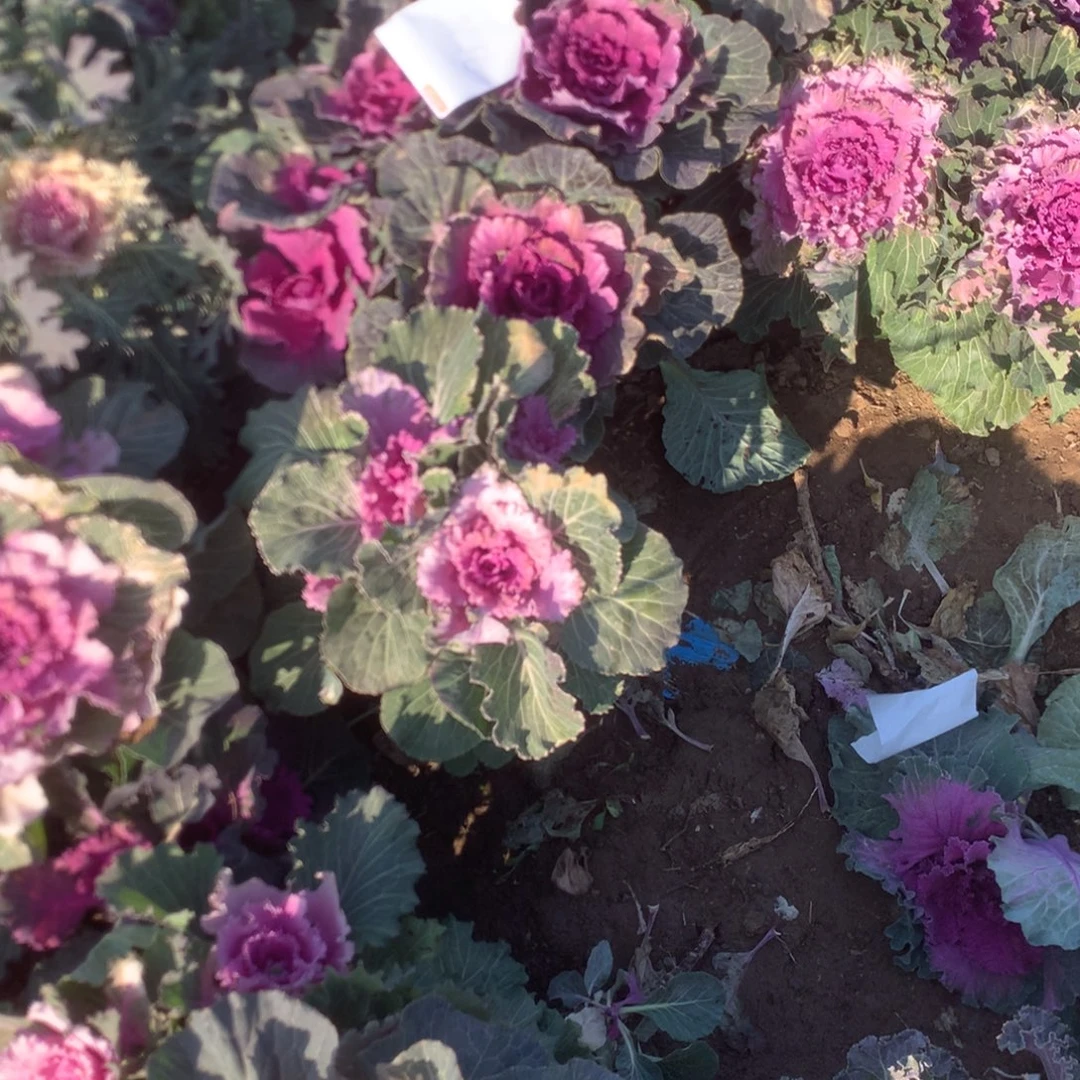 品***-9576两个多多肉植物