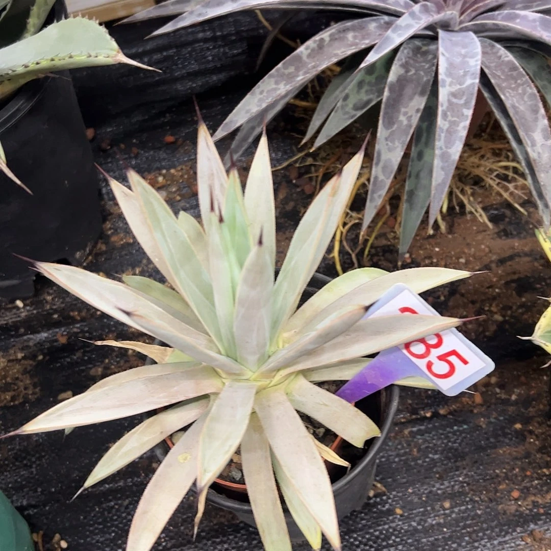 冥王龙舌兰系列龙舌兰