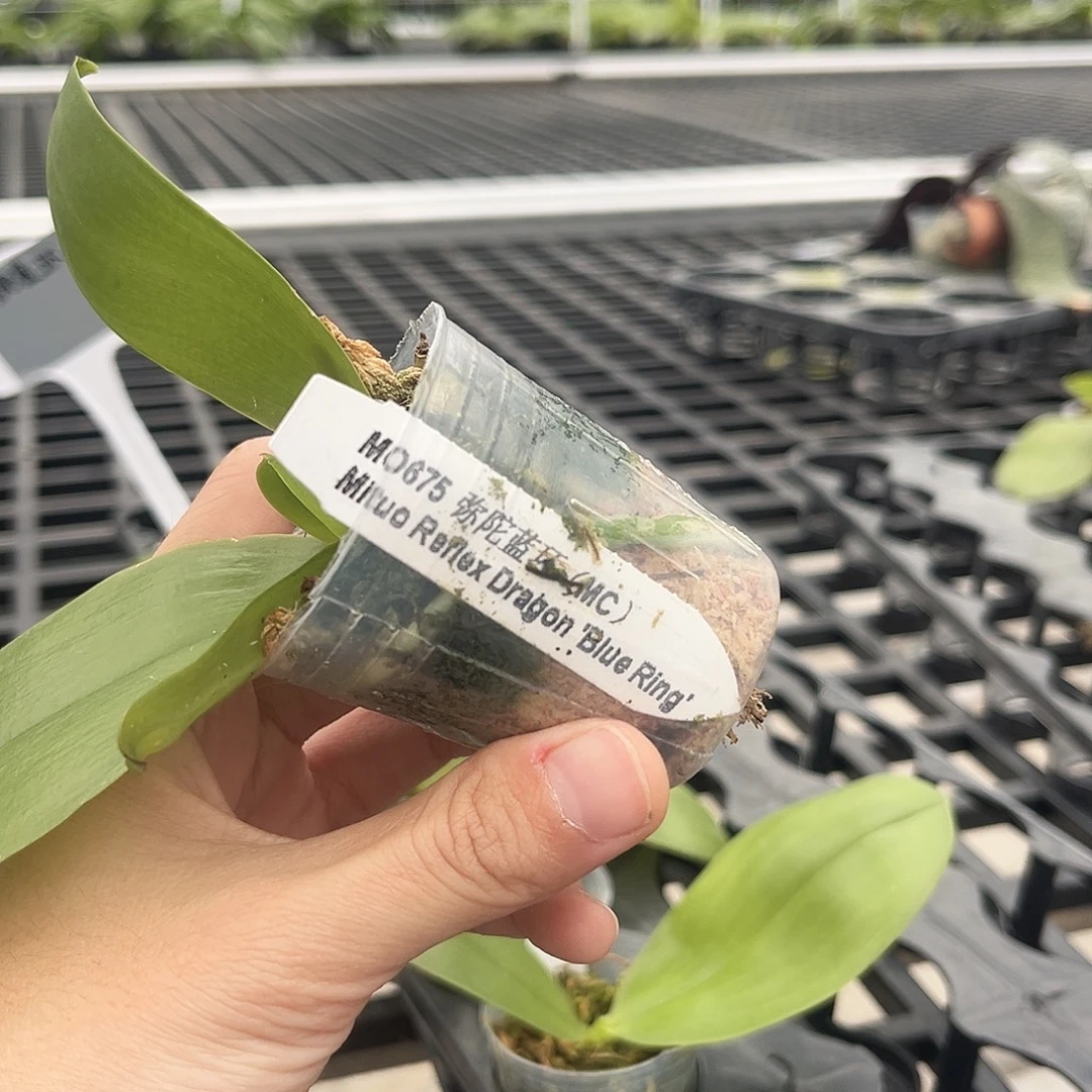 完全开放弥陀蓝环