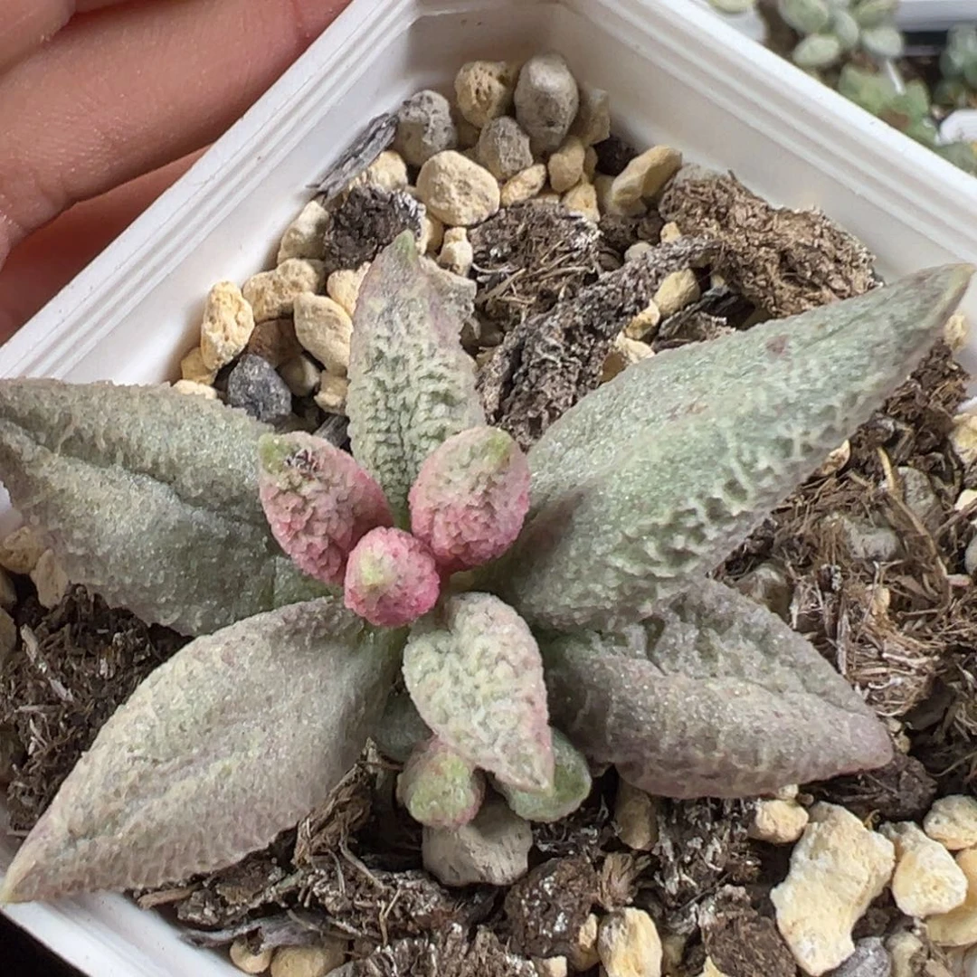 w融化纹冰淇淋多肉植物水泡