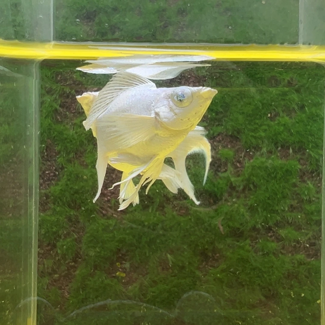 黑玛丽鱼瓷白种鱼一对。