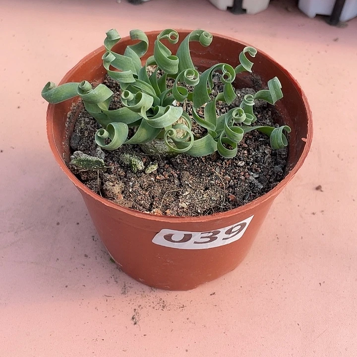 Y***L039宽叶弹簧草块根