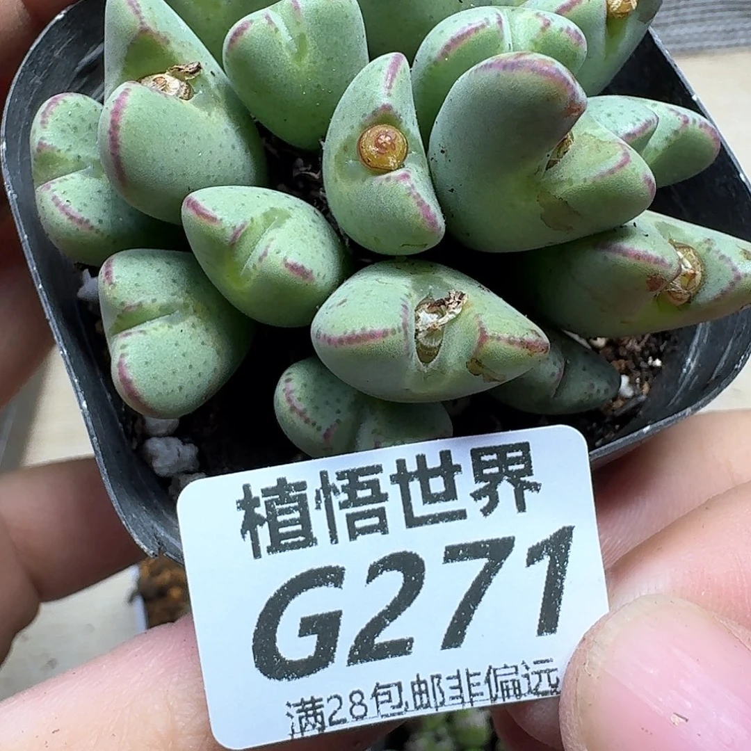 多肉植物的润泽fgbb