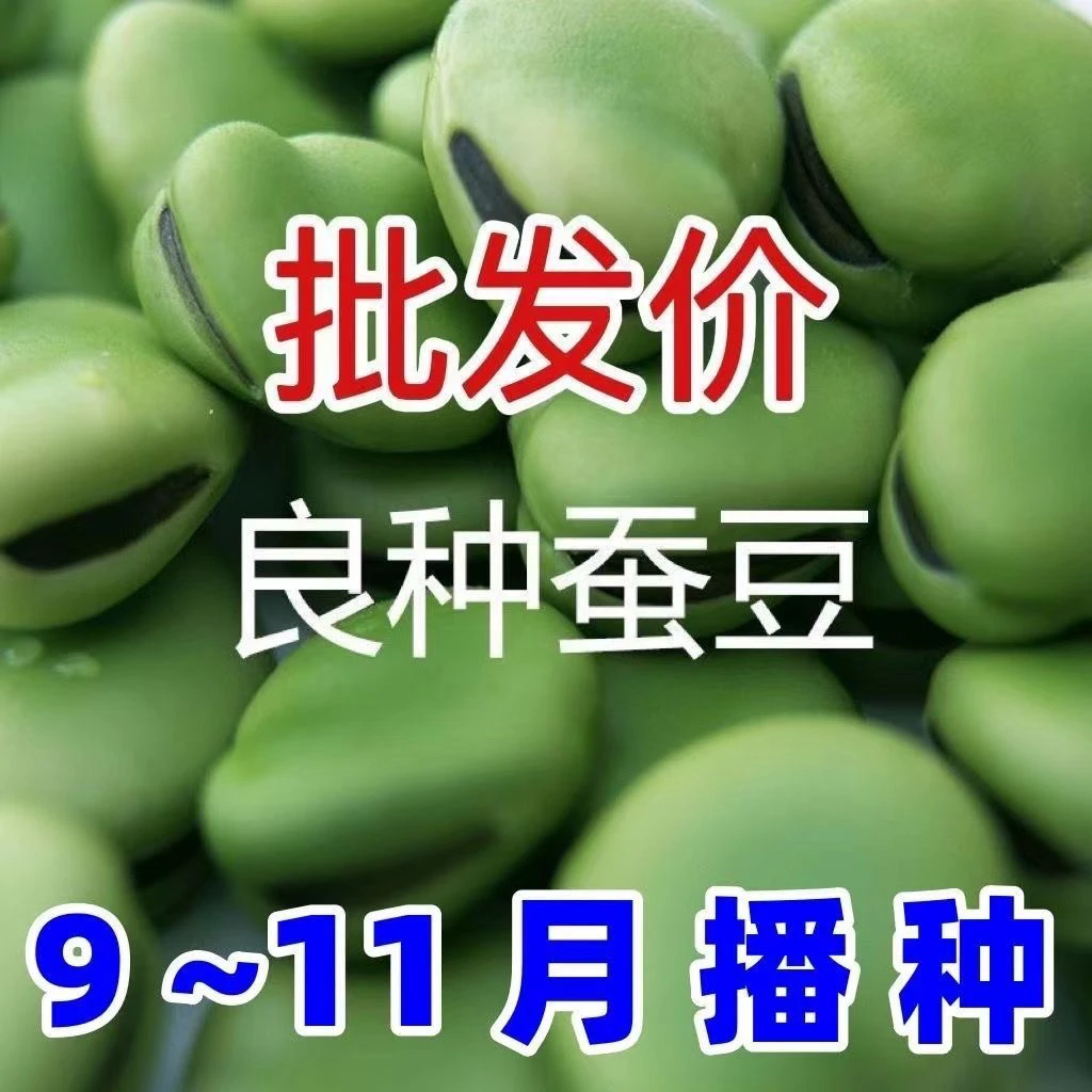 蚕豆种子北斗七星特大高产罗汉豆种籽春秋冬季播种早熟耐寒胡豆籽
