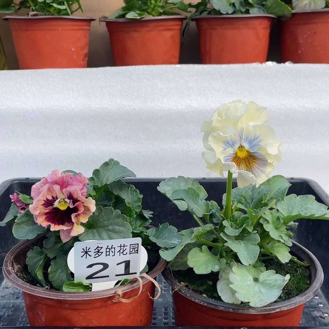 大部分开放少量花苞21