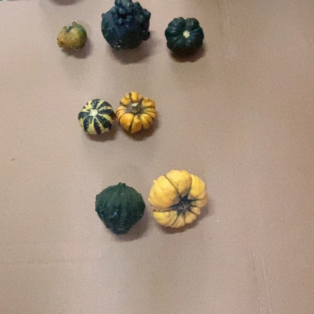 祸*墨西哥葫芦直播自选