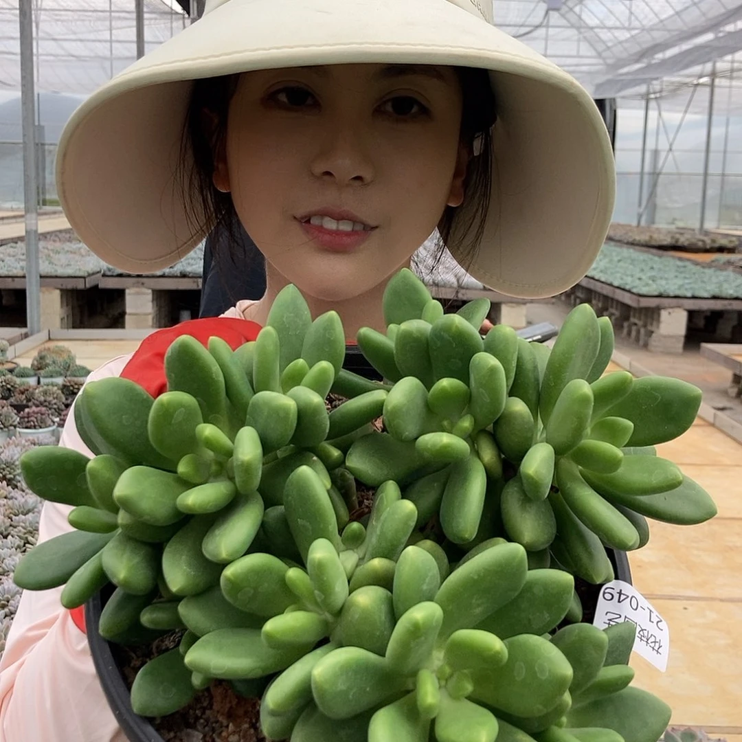小*21-49芒果奶一物一拍