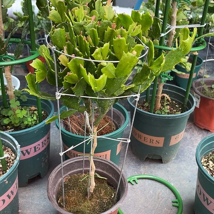 心***成无花朵双色叶仙嫁接蟹爪兰