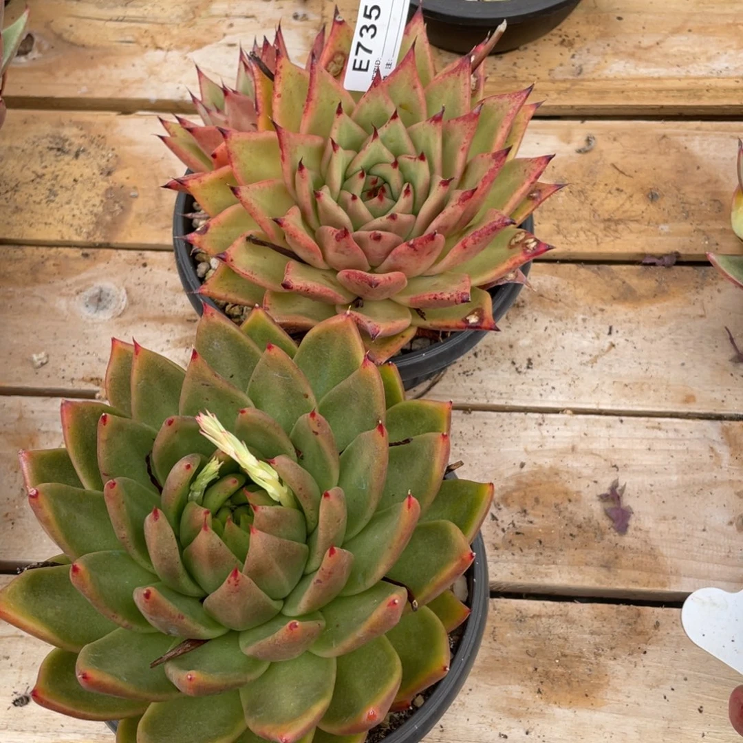 无花朵若如东云组拍E735