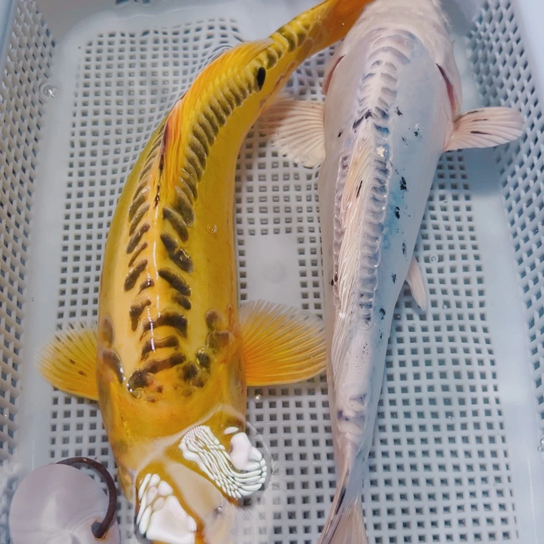 海水鱼锦鲤冷水20