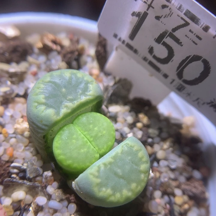 精品生石花27.150